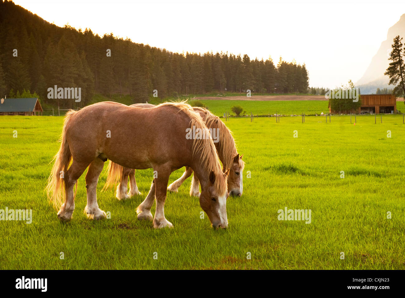 Horses grazing on a pasture in the historic Methow Valley of eastern Washington near the town of Mazama. Stock Photo
