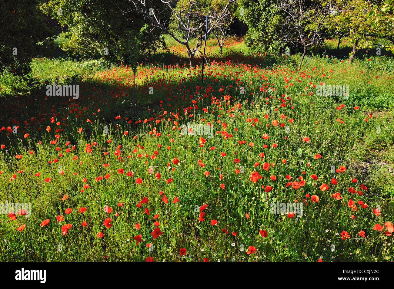 Sea of red field-poppies and other wildflowers in an orange orchard in the Solea Valley, Troodos, Cyprus Stock Photo