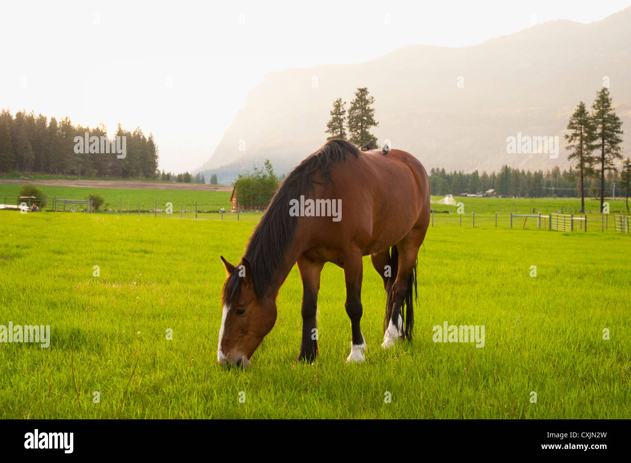 Horses grazing on a pasture in the historic Methow Valley of eastern Washington near the town of Mazama. Stock Photo