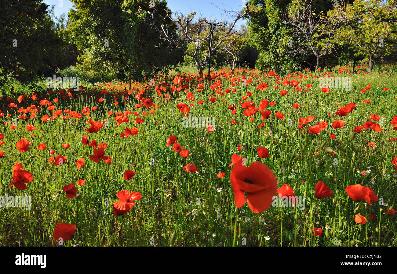 Sea of red field-poppies and other wildflowers in an orange orchard in the Solea Valley, Troodos, Cyprus Stock Photo