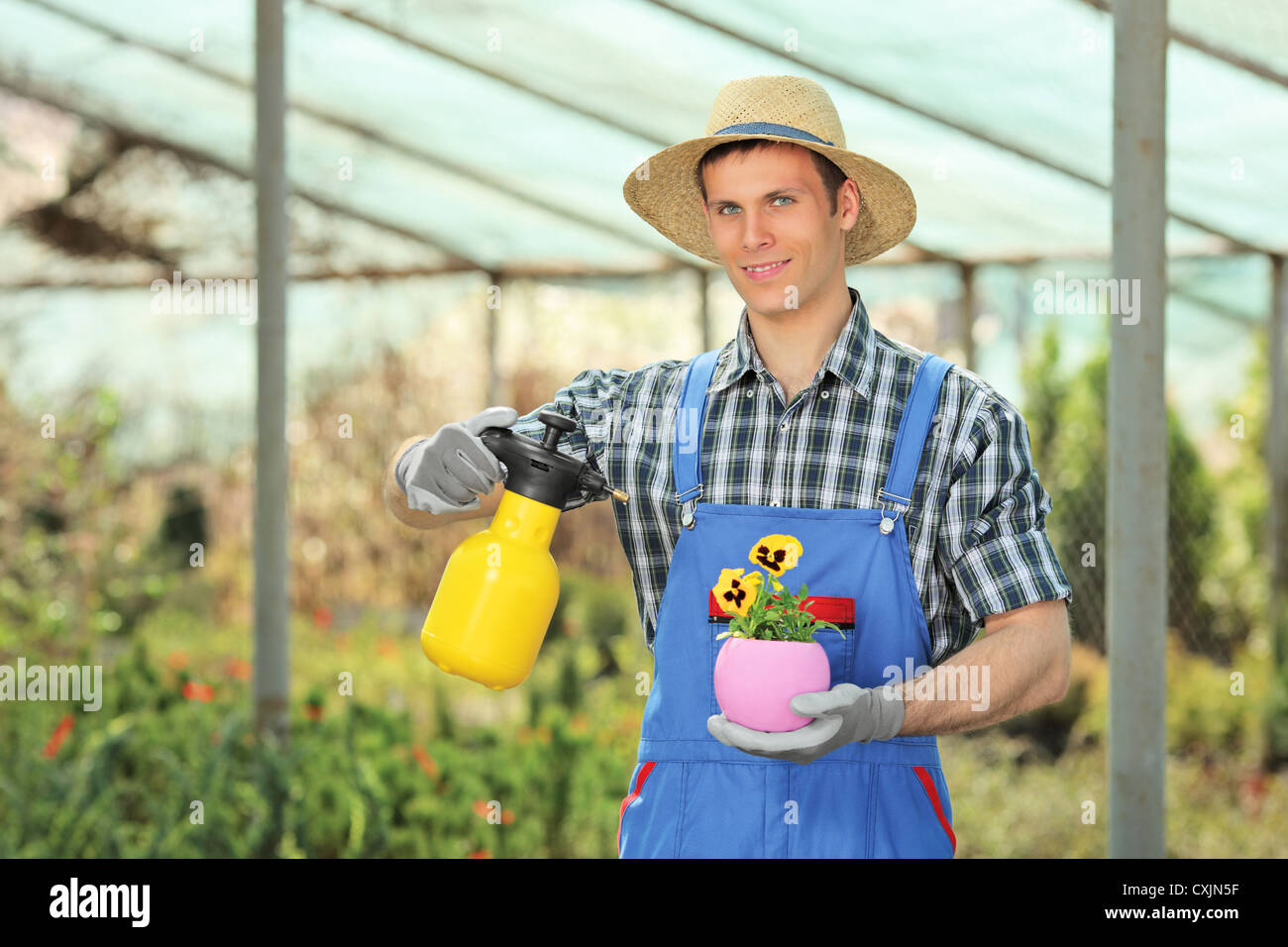 Male gardener watering a plant in a hothouse Stock Photo