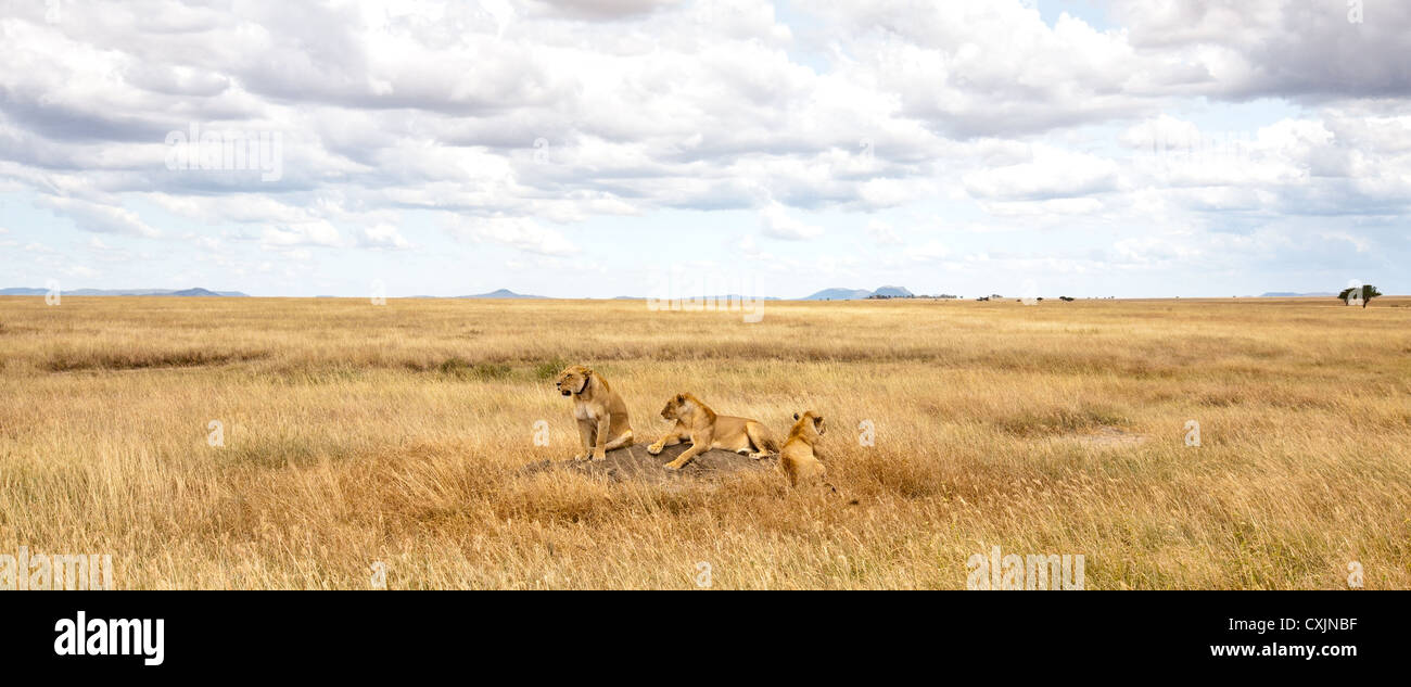 Lioness scans for prey on the savanna, Serengeti National Park, Tanzania Stock Photo