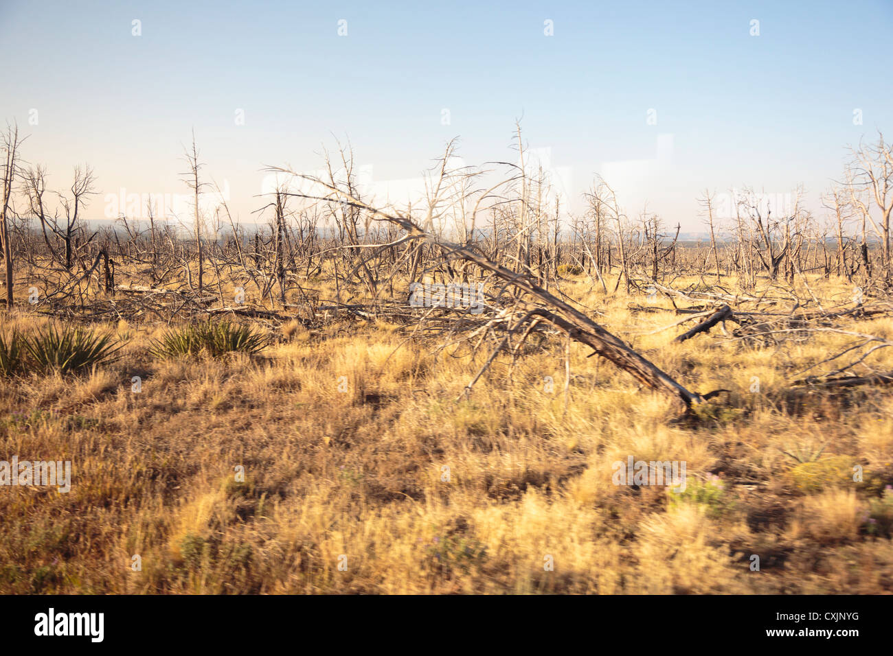 Forest Fire Damage, Mesa Verde National Park, near Cortez, Colorado USA Stock Photo