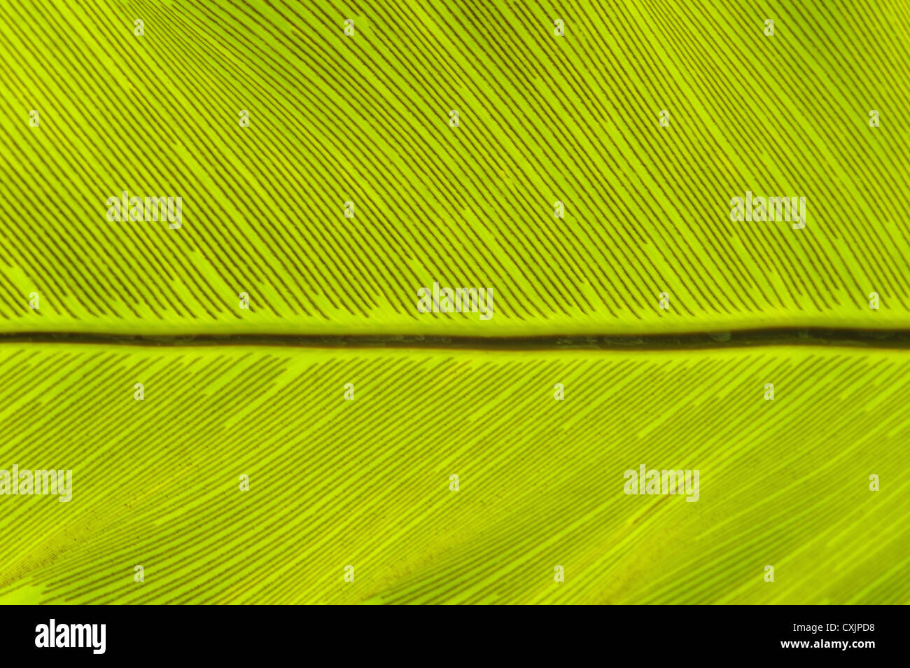 Leaves fern Stock Photo