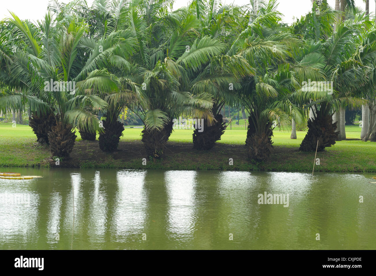 Palm,tree Stock Photo