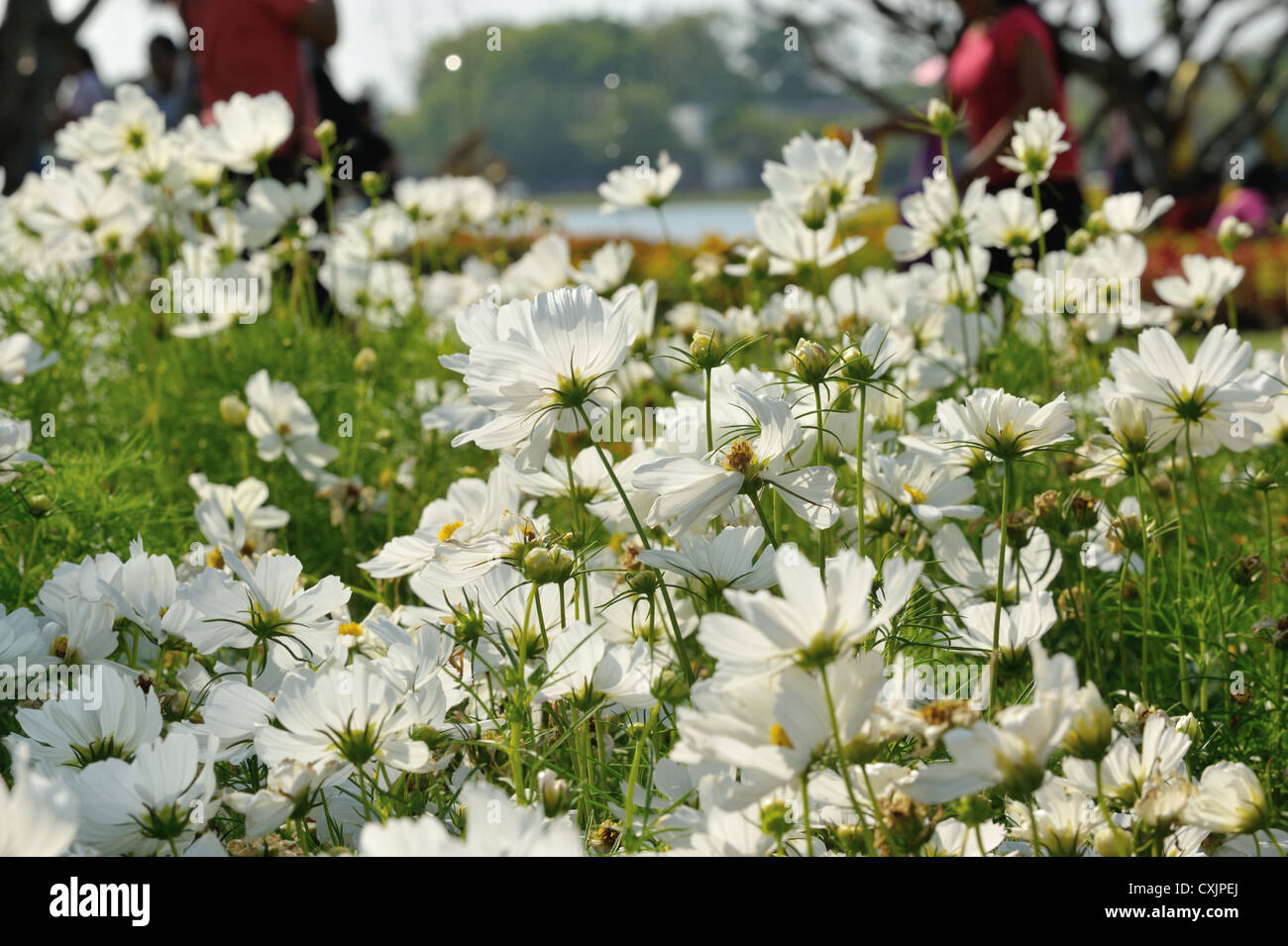 Park  flower Stock Photo