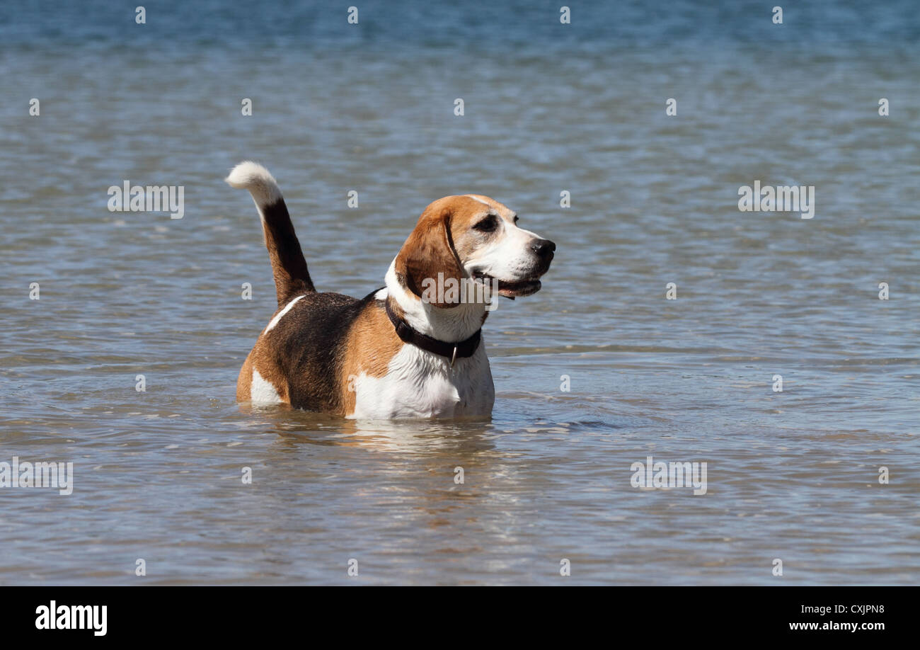 beagle standing in water Stock Photo