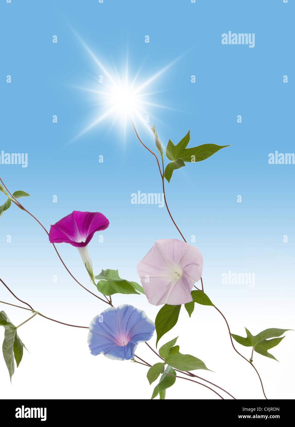 Japanese morning glory and light Stock Photo Alamy