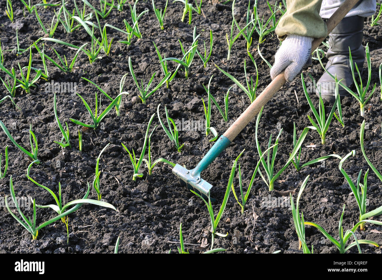 Лук земля для посадки. Сажаем лук севок. Сажаем лук. Ростки чеснока. Чеснок рассада.