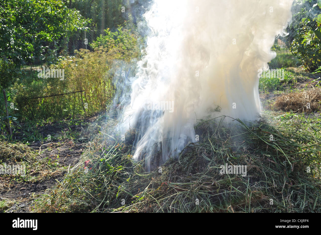 seasonal work in the vegetable garden burning dried weeds Stock Photo