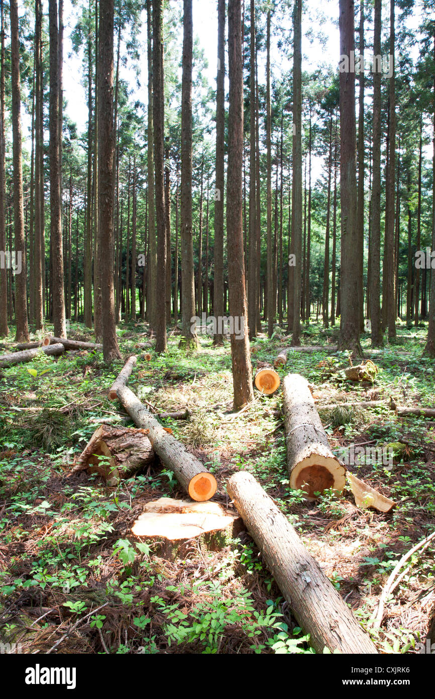 Japanese cedar woods Stock Photo