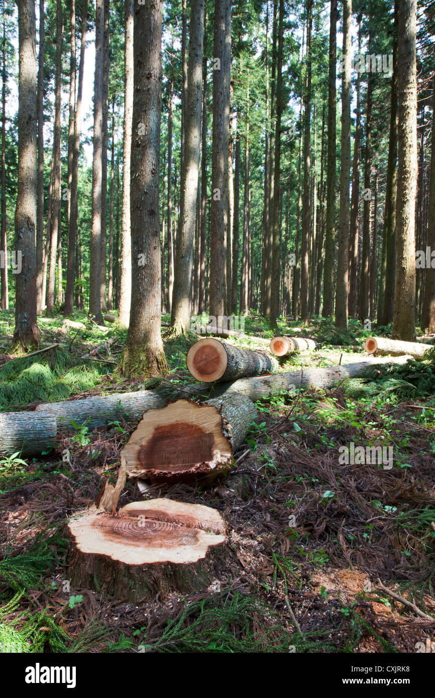 Japanese cedar woods Stock Photo