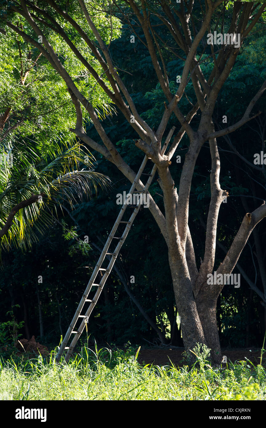 Indian Bamboo ladder leaning against a tree in the indian countryside. Andhra Pradesh. India Stock Photo