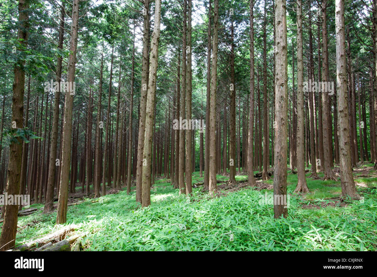 Cypress forest Stock Photo