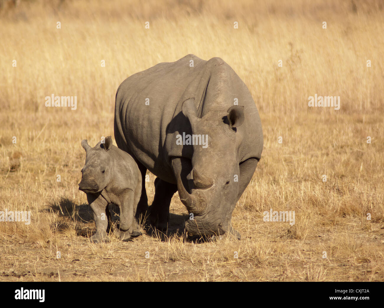 A black rhino (Diceros bicornis) and her baby calf in yellow African grassland. Stock Photo
