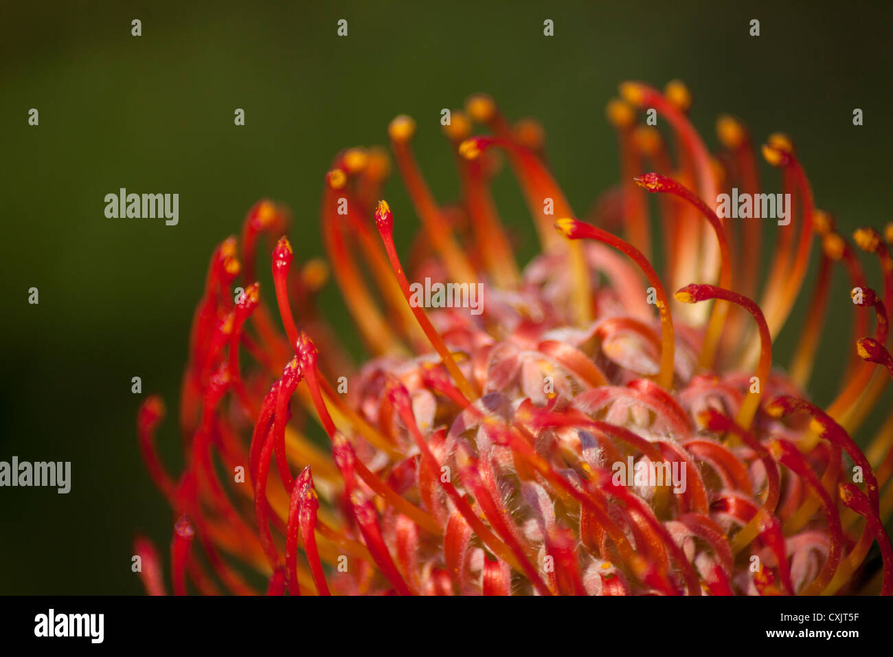 Red protea flowers in bloom leucospermum rigoletto African indigenous plant against a green background Stock Photo