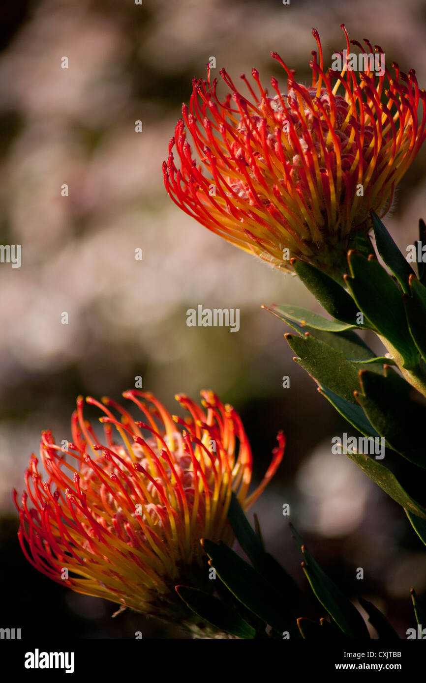Red protea flowers in bloom leucospermum rigoletto African indigenous plant against a green background Stock Photo