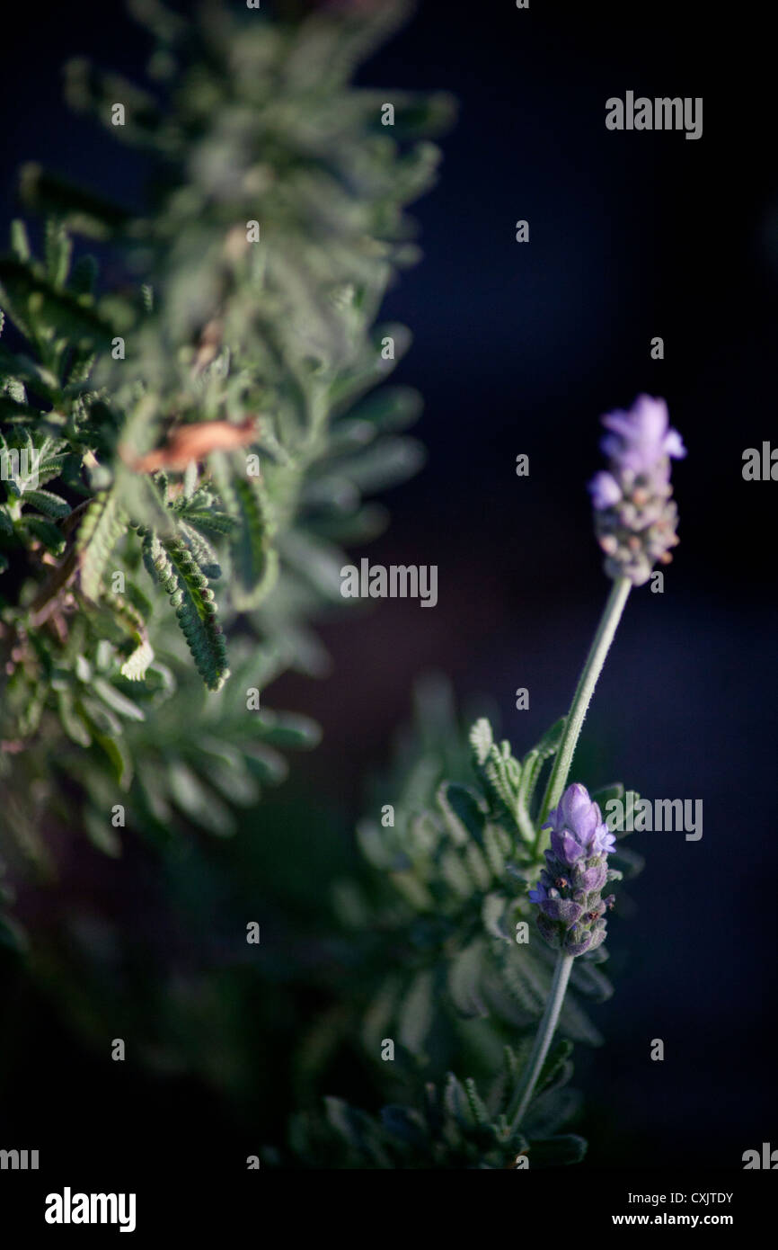 close up of Lavender (botanic name Lavandula) against black background