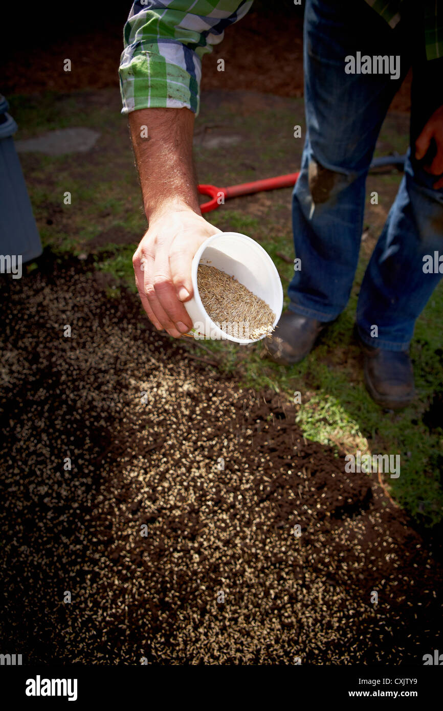 Grass Seed High Resolution Stock Photography and Images Alamy