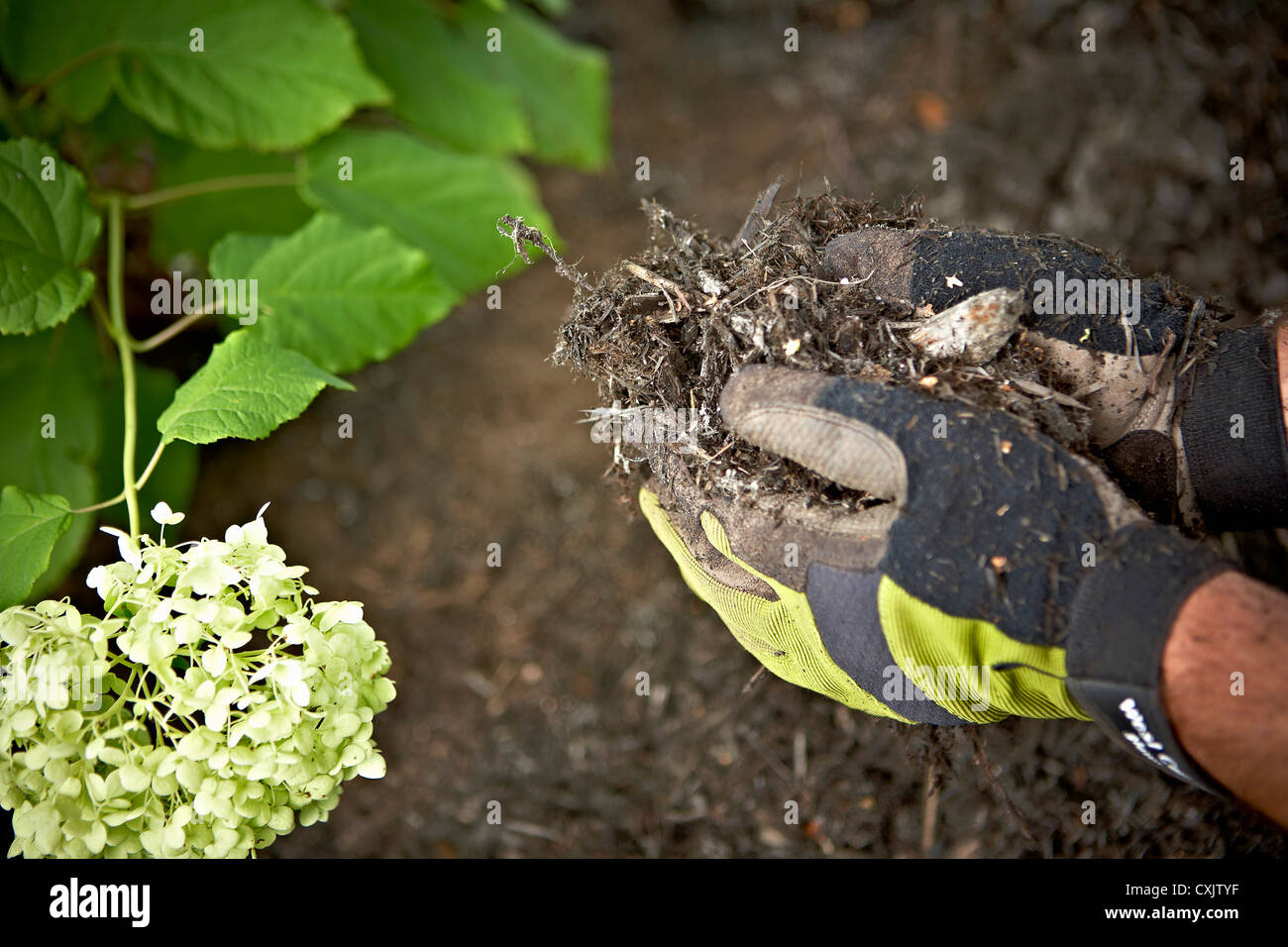 Spread mulch shrub hi res stock photography and images Alamy