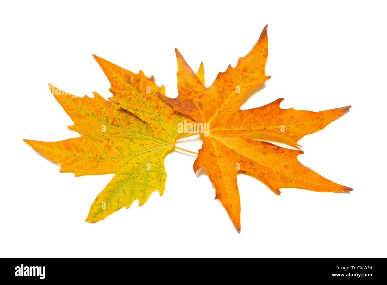 Orange fall maple leaves Stock Photo - Alamy