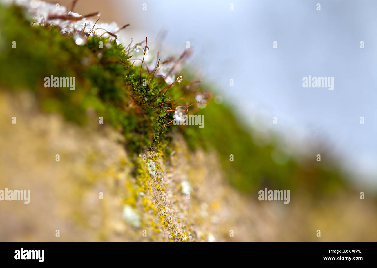 Moss in Winter Stock Photo Alamy