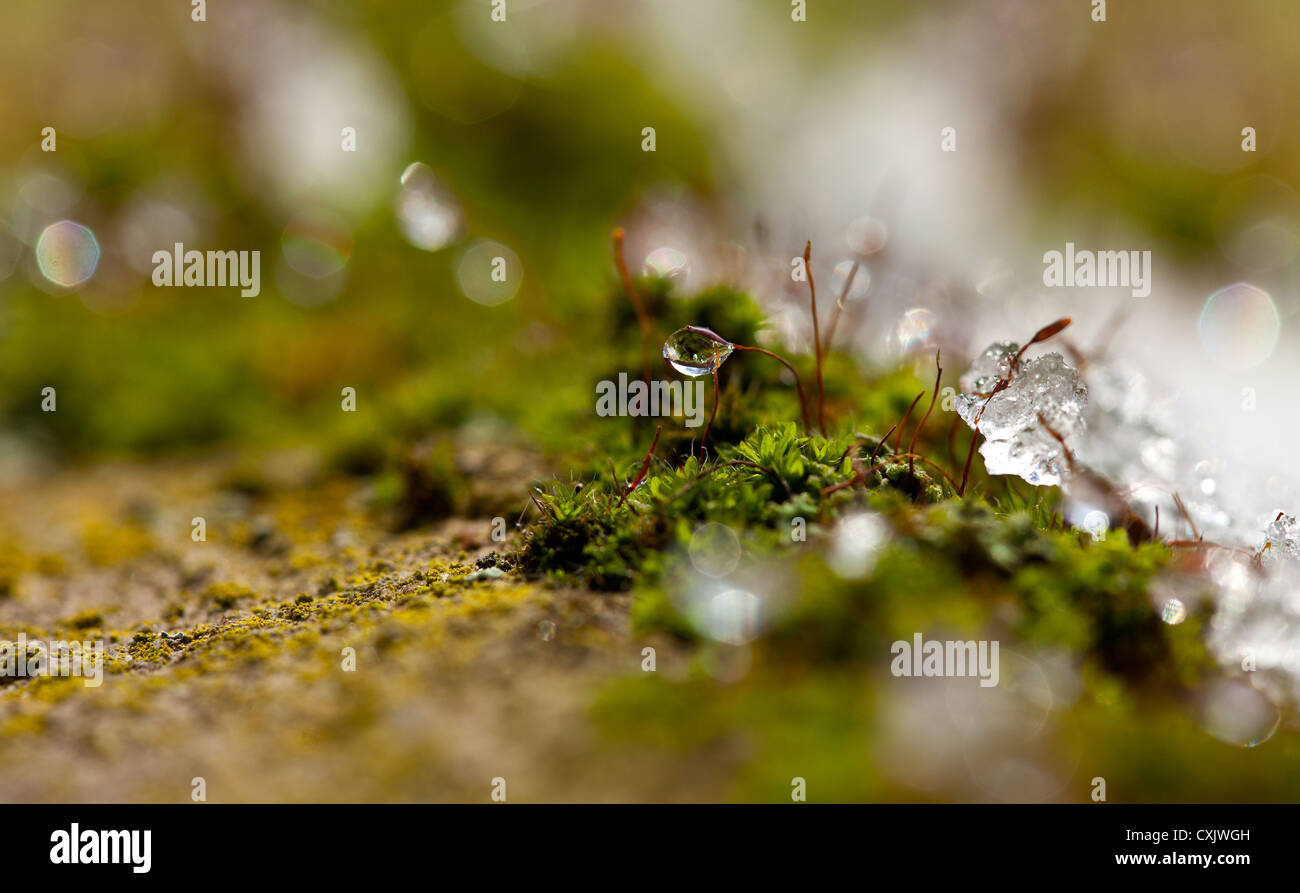 Moss in Winter Stock Photo Alamy
