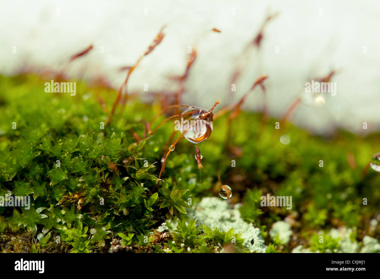 Moss in Winter Stock Photo Alamy