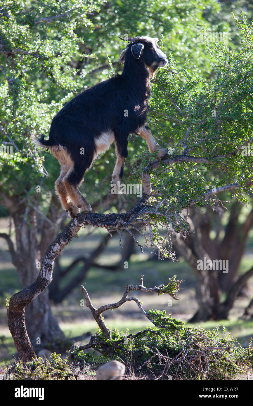 Arab Goat Stock Photos & Arab Goat Stock Images - Alamy