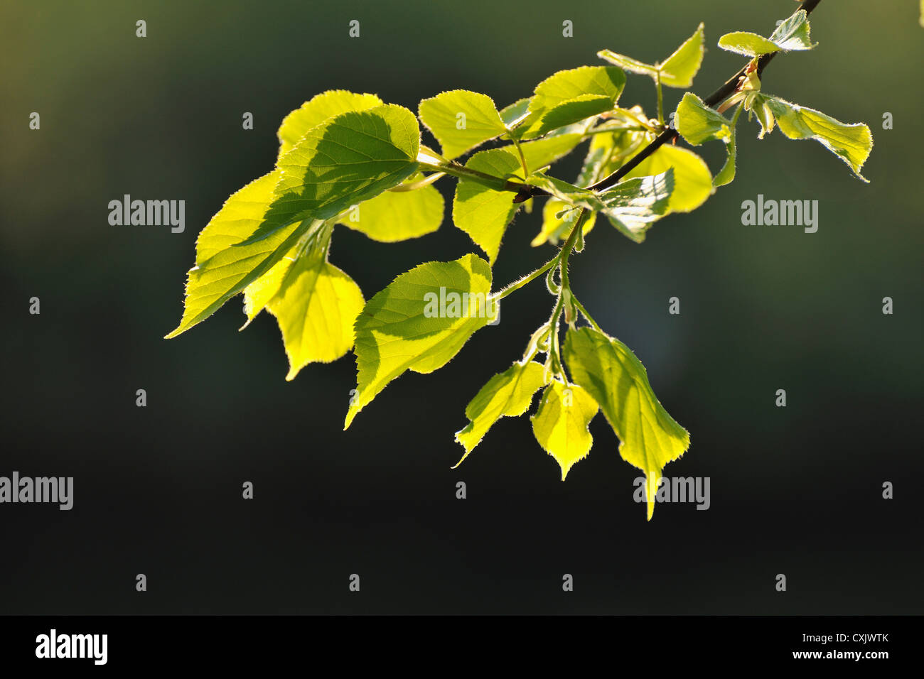 Lime Tree Leaves in Spring, Wertheim, Baden-Wurttemberg, Germany Stock Photo