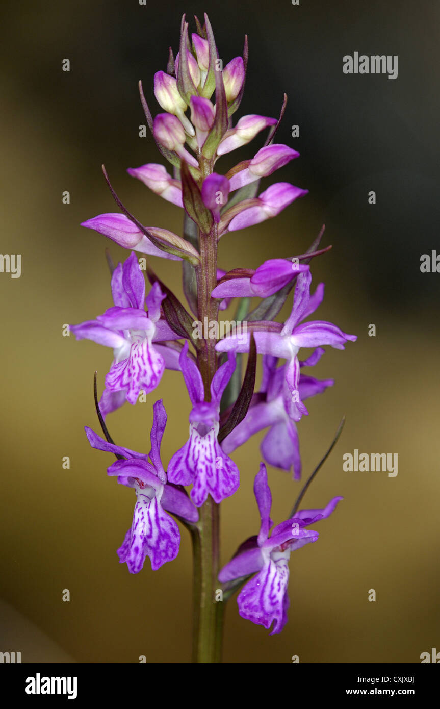 Robust Marsh Orchid Stock Photo