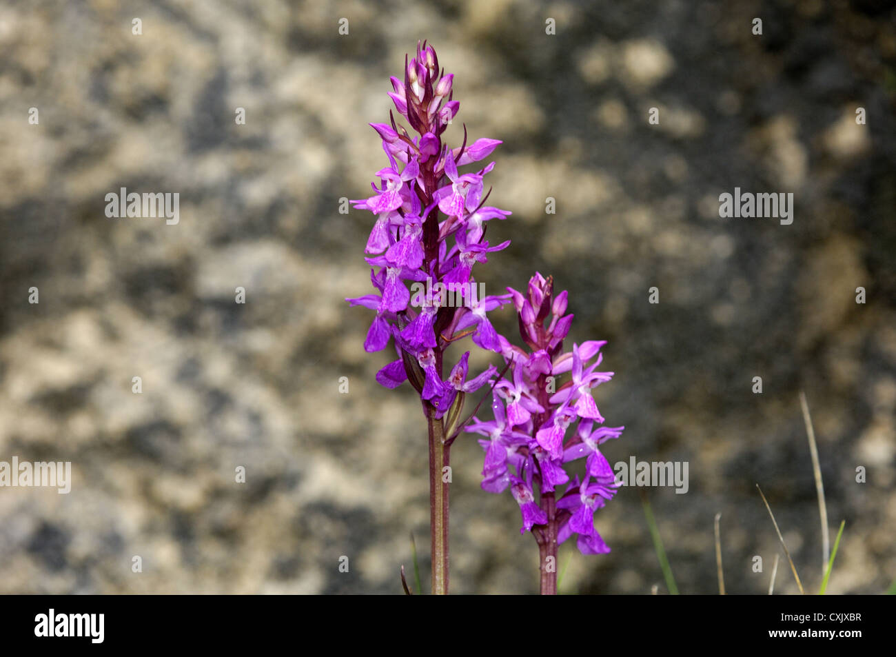 Robust Marsh Orchid Stock Photo
