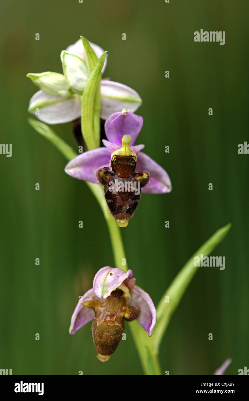 Woodcock Orchid, Ophrys scolopax Stock Photo