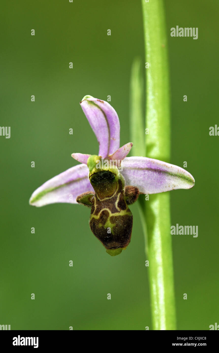 Woodcock Orchid, Ophrys scolopax, Orchid Stock Photo