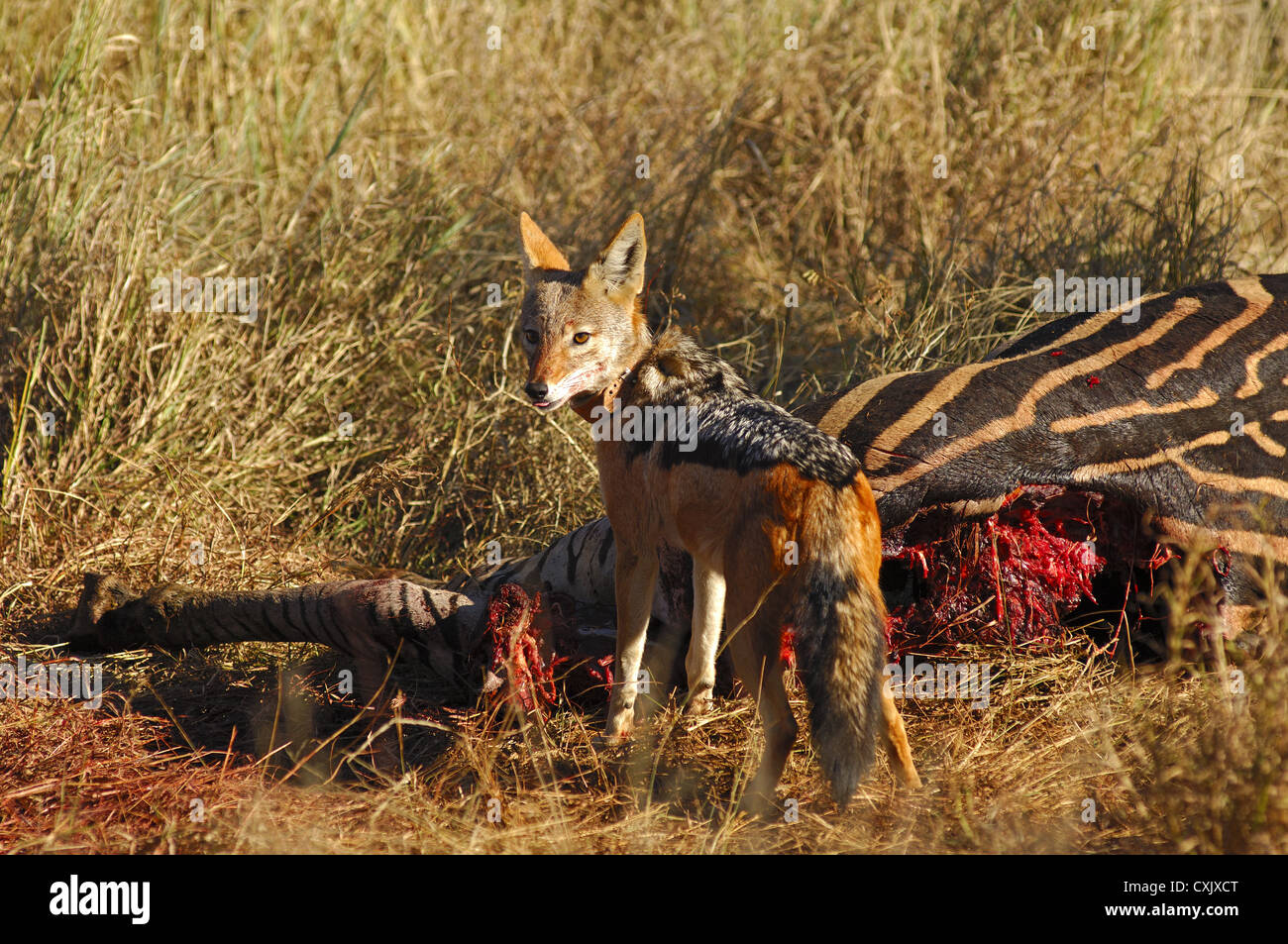 Black-backed jackal at a zebra carcass Stock Photo