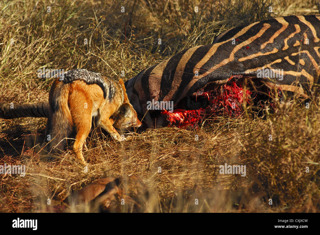 Black-backed jackal eating a zebra carcass Stock Photo