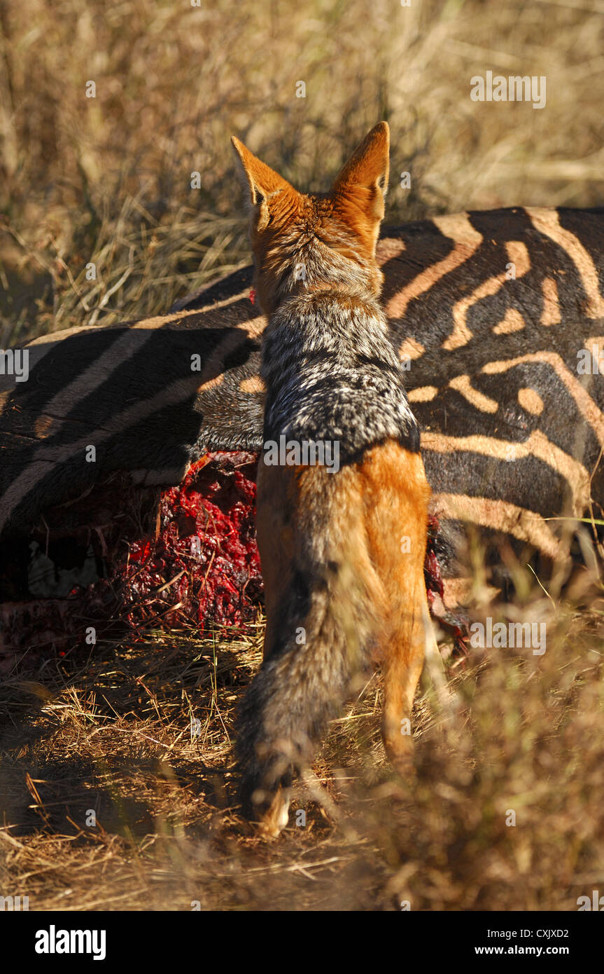 Black-backed jackal at a zebra carcass Stock Photo