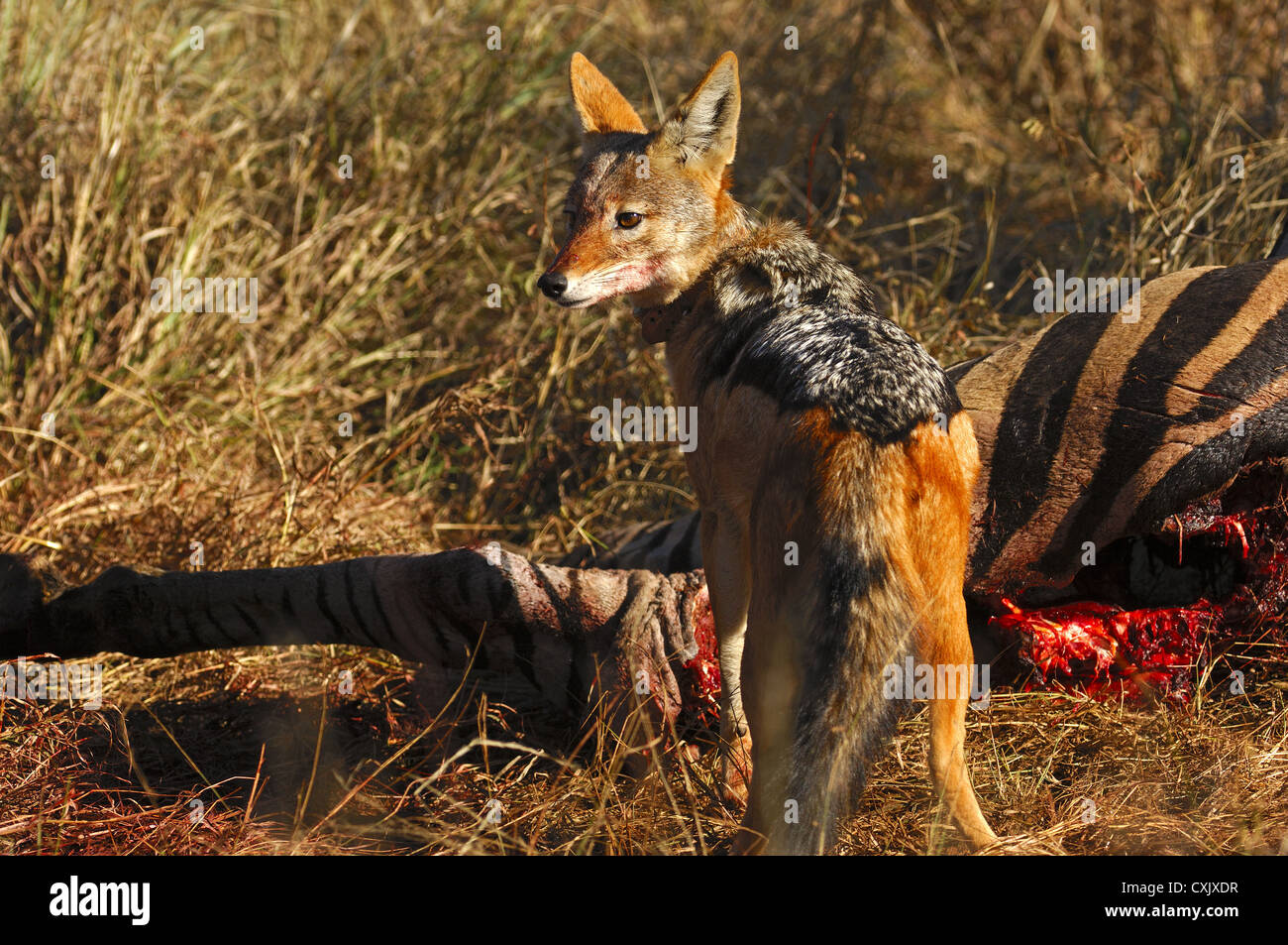 Black-backed jackal at a zebra carcass Stock Photo