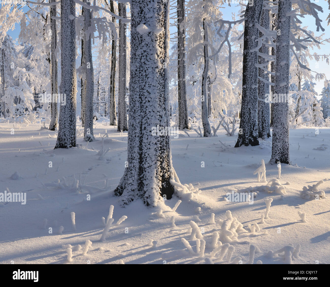 Snow Covered Forest, Grosser Inselsberg, Brotterode, Thuringia, Germany Stock Photo