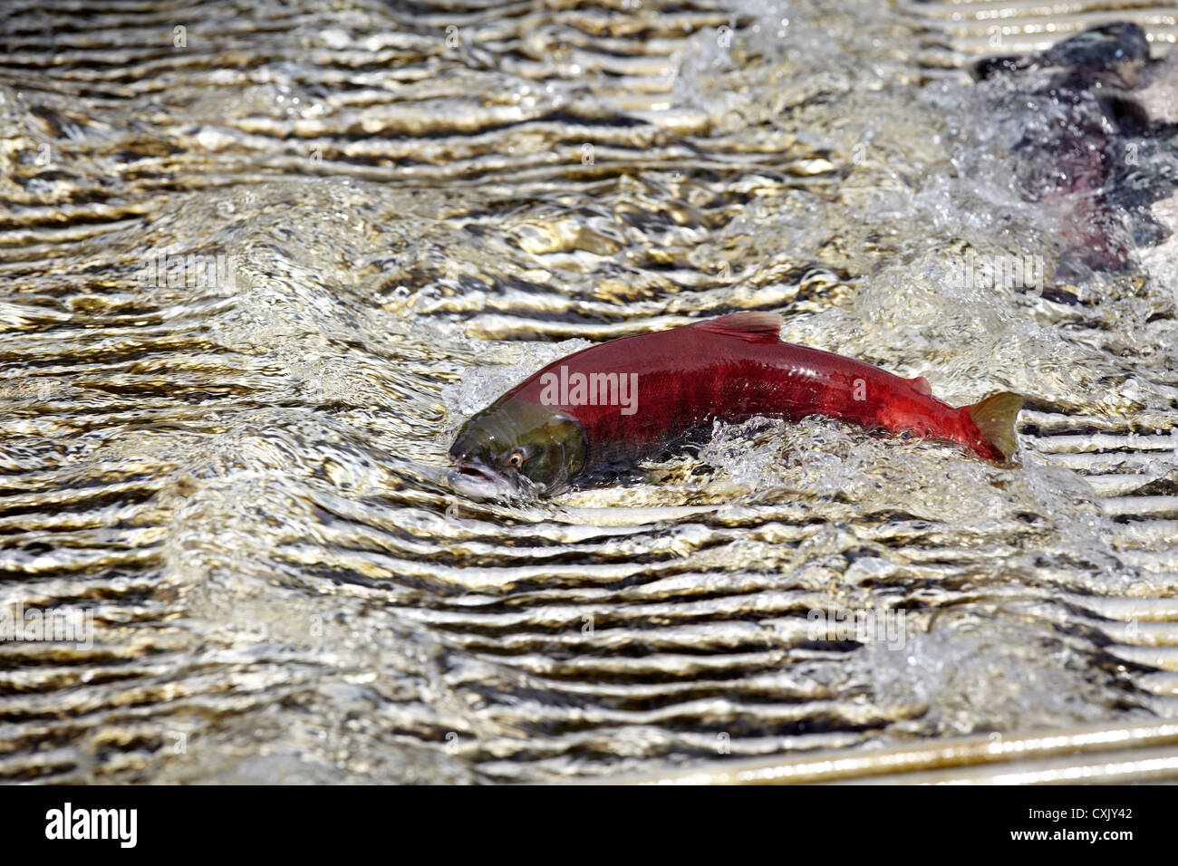 Sockeye Salmon Migrating, Anderson Lake, Lillooet Country, British Columbia, Canada Stock Photo