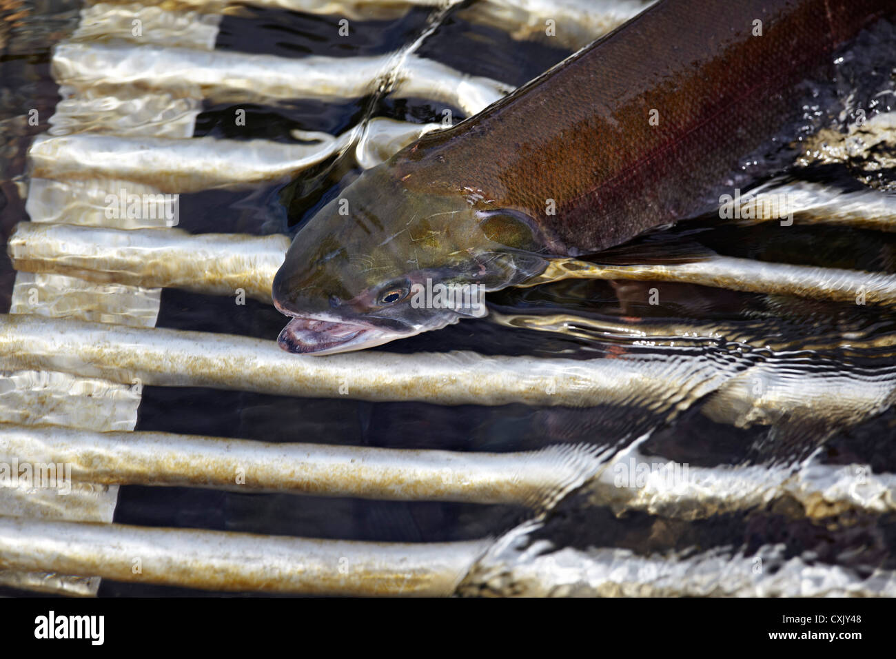 Sockeye Salmon Migrating, Anderson Lake, Lillooet Country, British Columbia, Canada Stock Photo