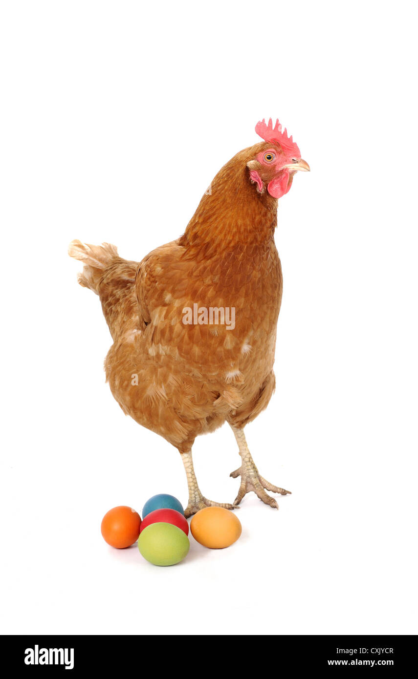 chicken with easter eggs Stock Photo