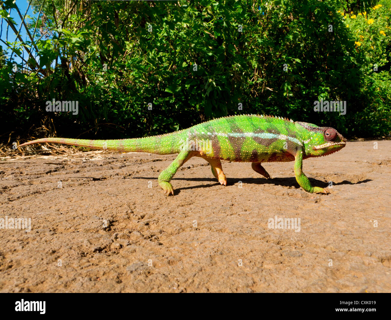 Chameleons, Chamaeleonidae, Madagascar Stock Photo