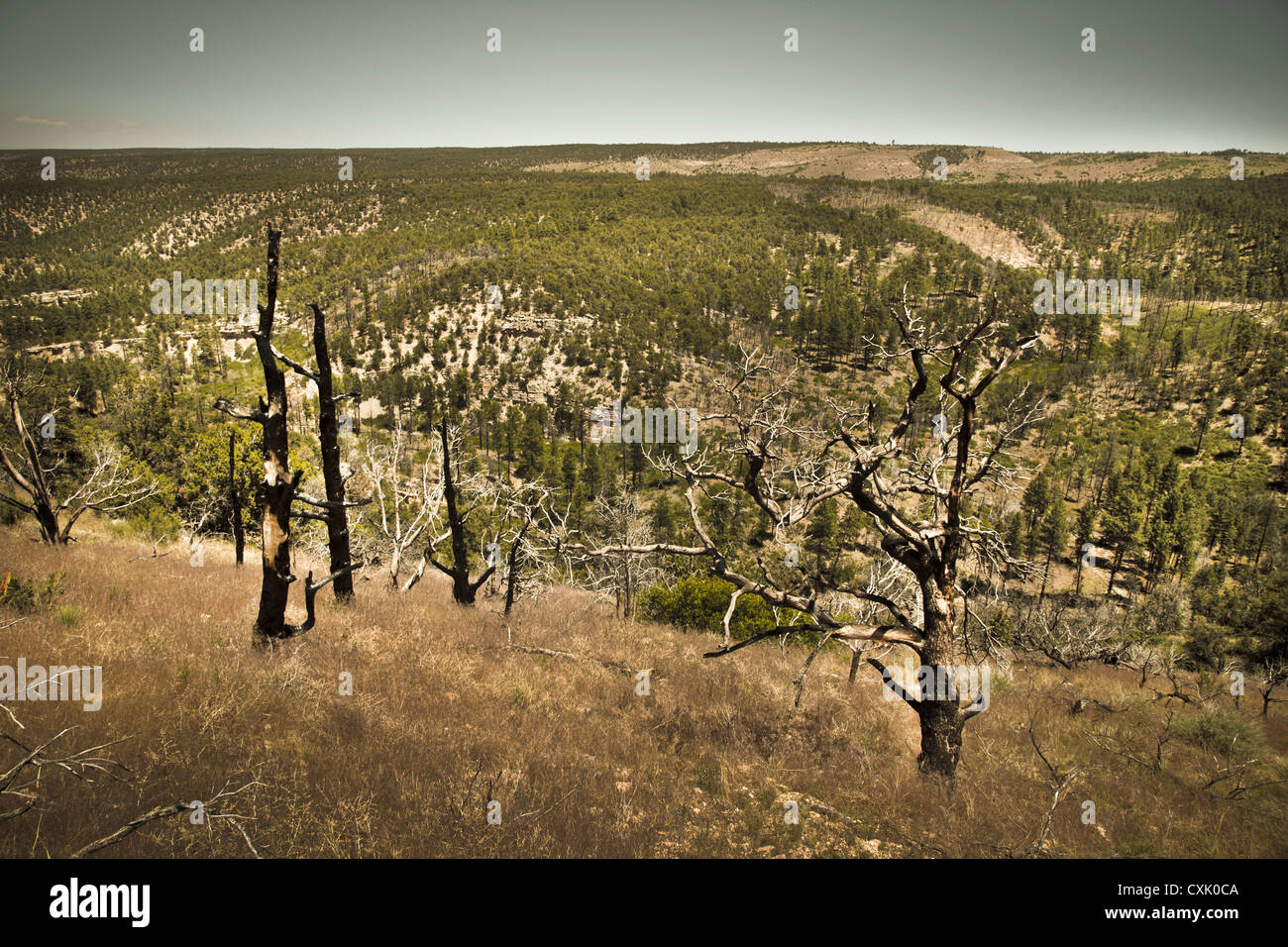 Kaibab National Forest, Arizona, USA Stock Photo Alamy