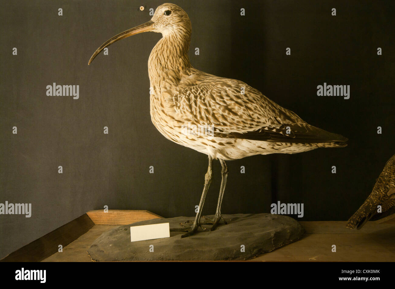 A Stuffed Curlew Taxidermy Stock Photo