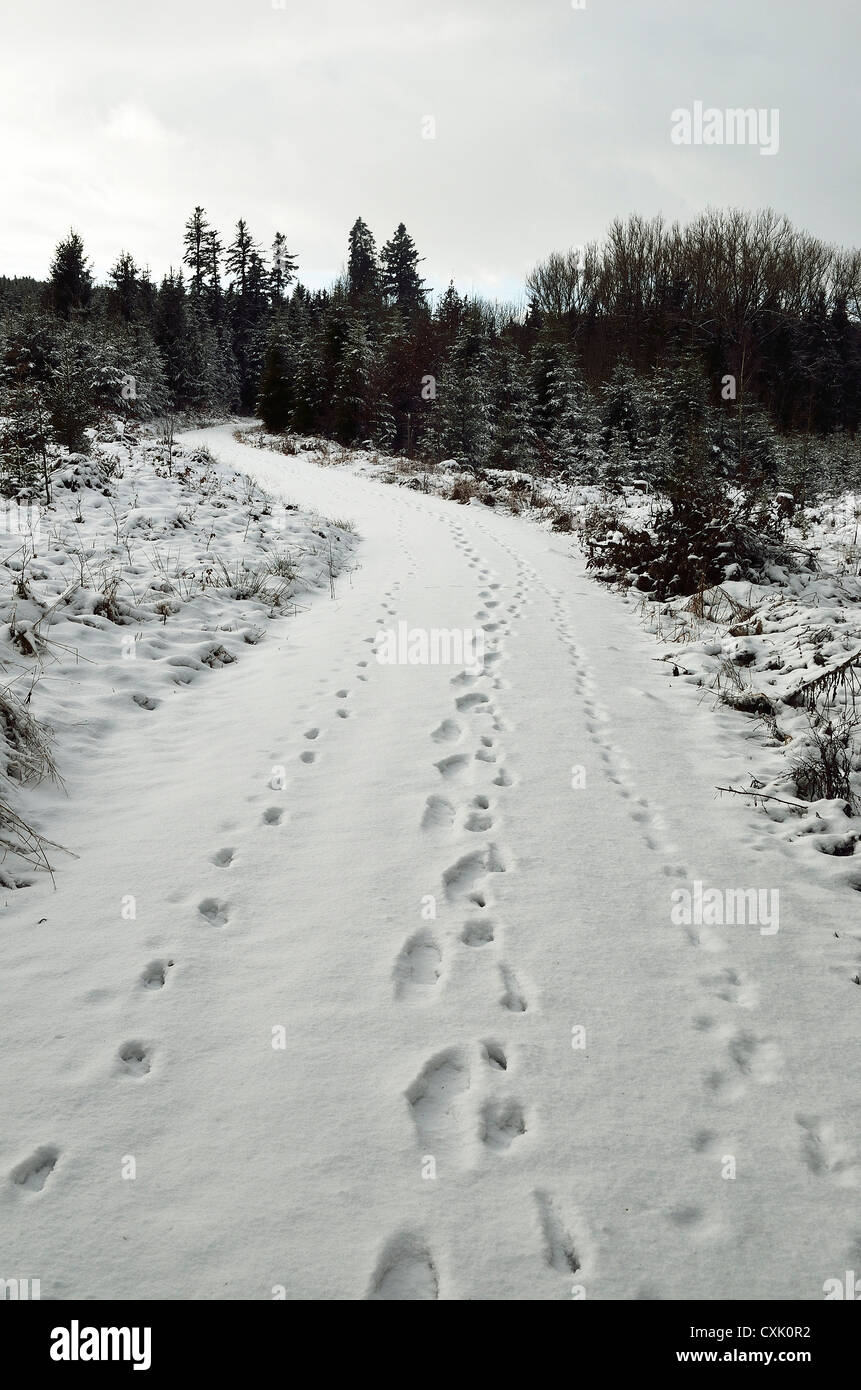 Footprints in Snow on Trail near Villingen-Schwenningen, Black Forest, Baden-Wurttemberg, Germany Stock Photo