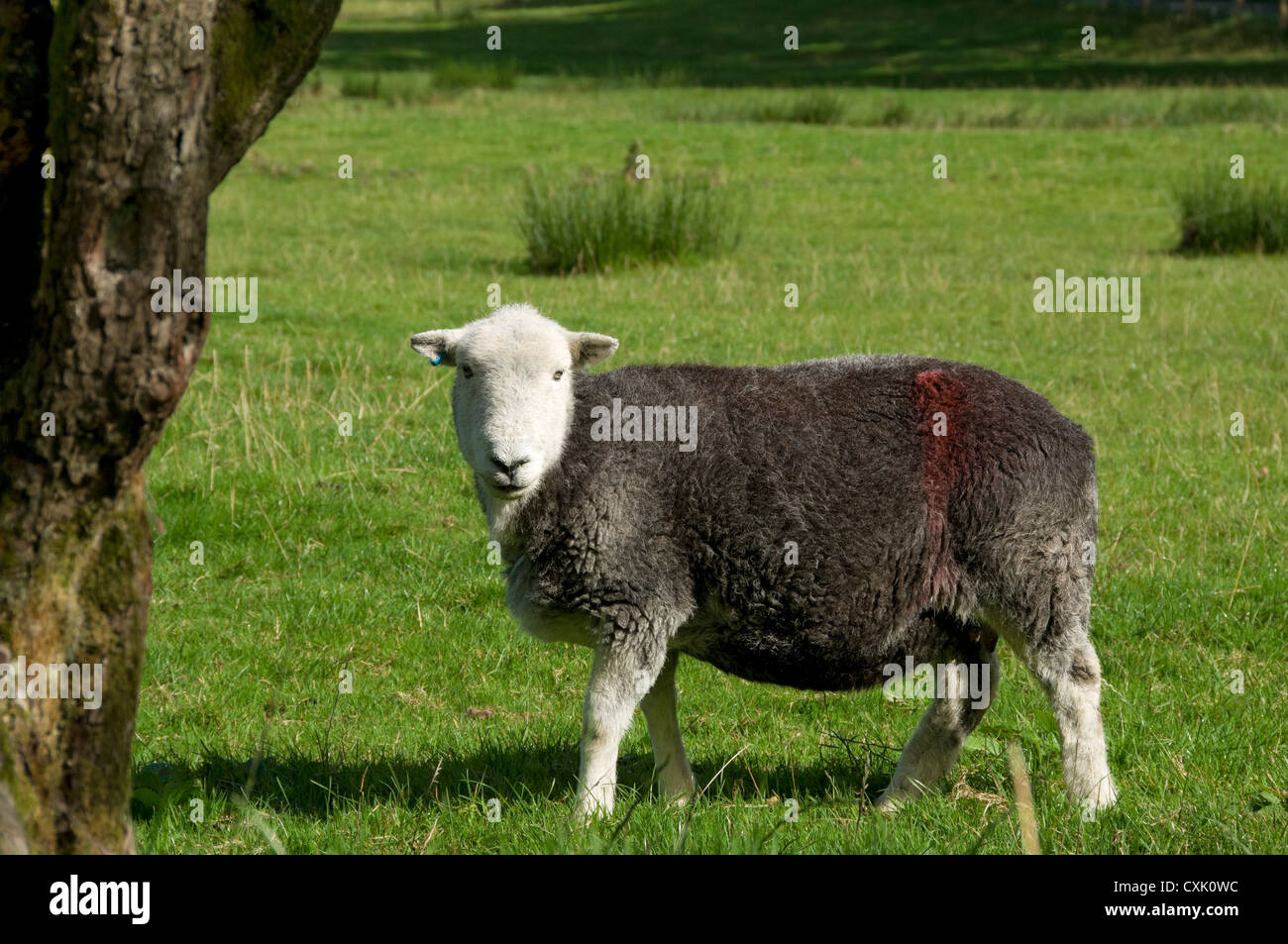 Close up of Herdwick sheep in a field in summer Lake District National Park Cumbria England UK United Kingdom GB Great Britain Stock Photo