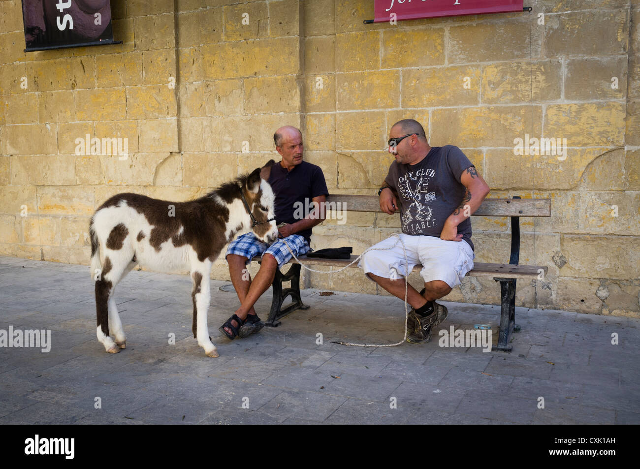 Two men chatting accompanied by a miniature horse in the town of Mdina in Malta. Stock Photo