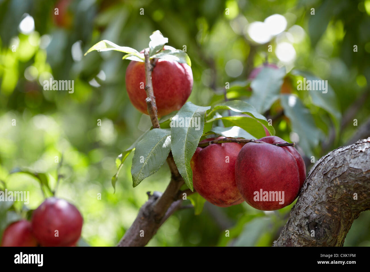 Nectarines, Cawston, Similkameen Country, British Columbia, Canada