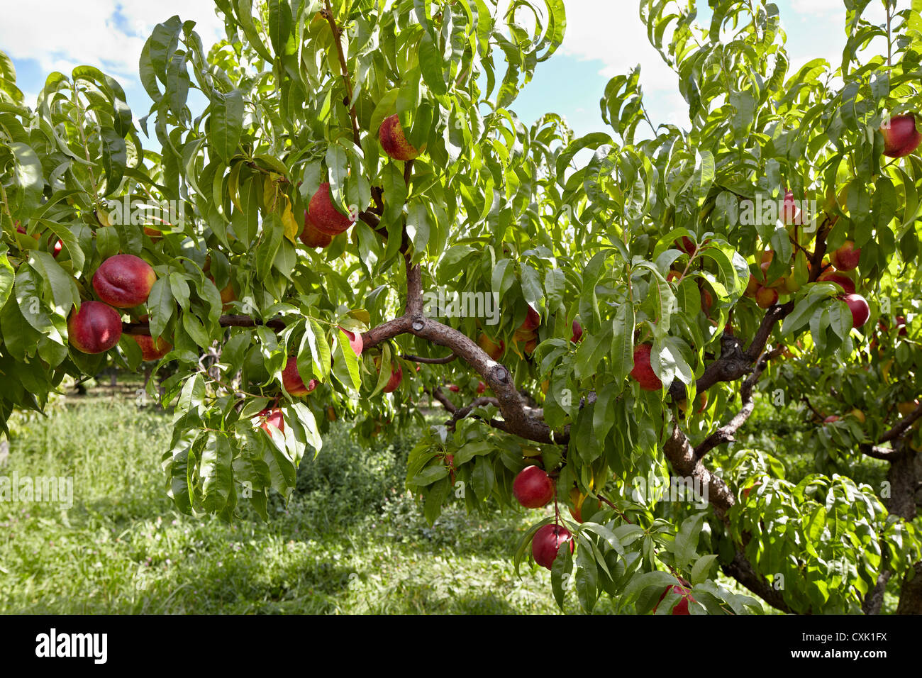 Nectarines, Cawston, Similkameen Country, British Columbia, Canada